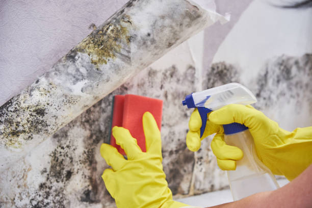 Athens, TN Mold Removal Company